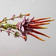 simone bertugno selected works