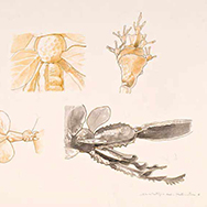 simone bertugno selected works