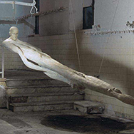 simone bertugno selected works